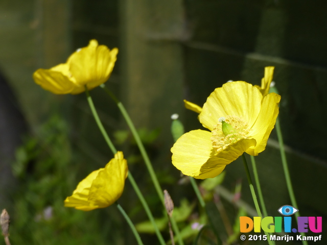 FZ015083 Yellow poppies in the shed